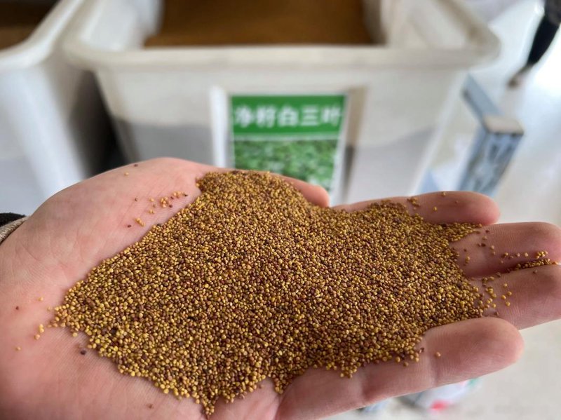 向日葵种子：开启生命之门的新希望
