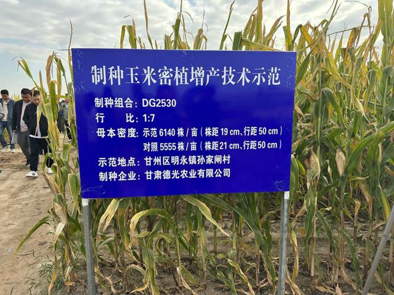 河西走廊制种