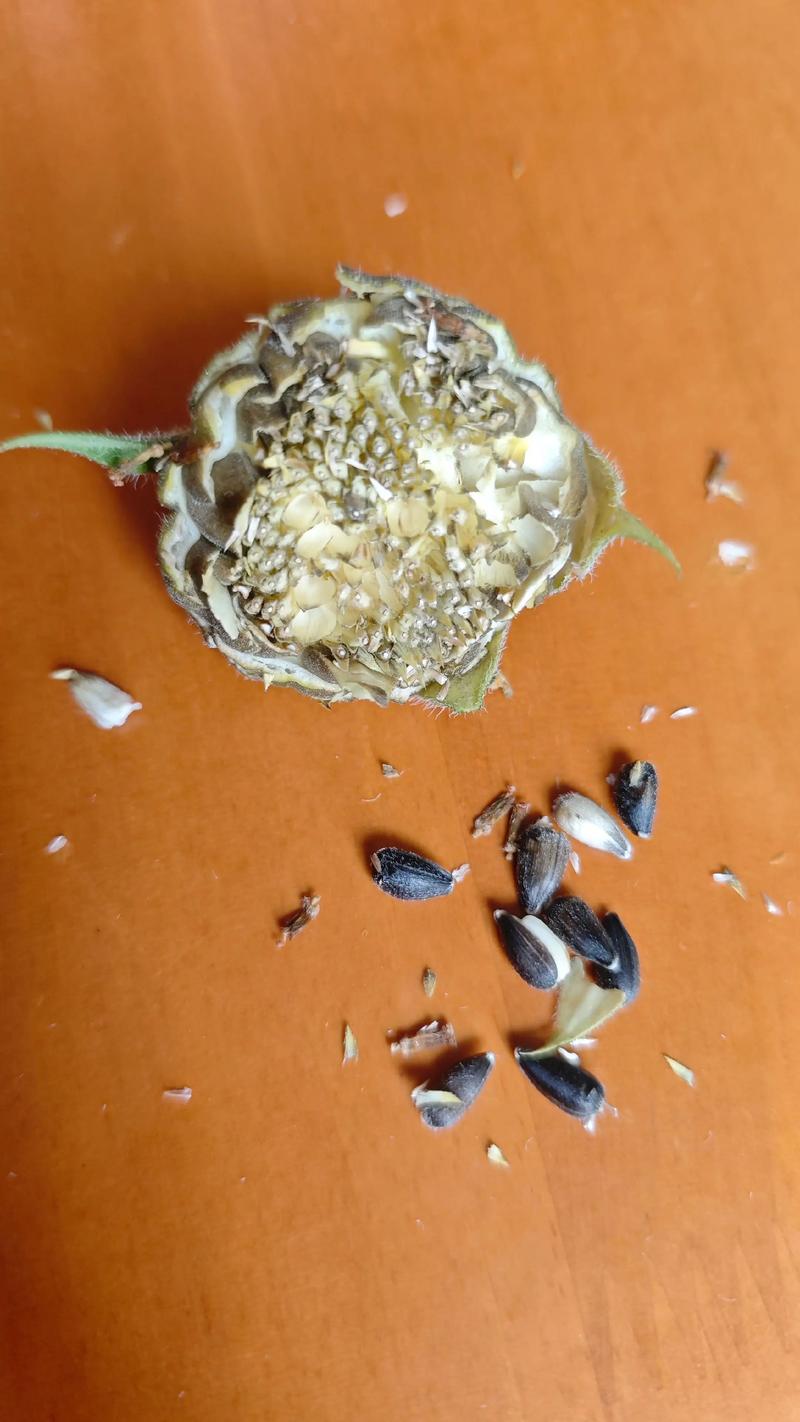 向日葵种子