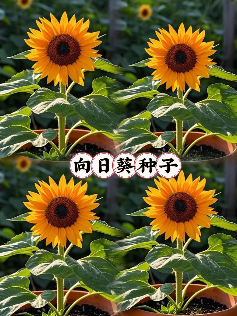 小麦种子价格波动原因及市场展望