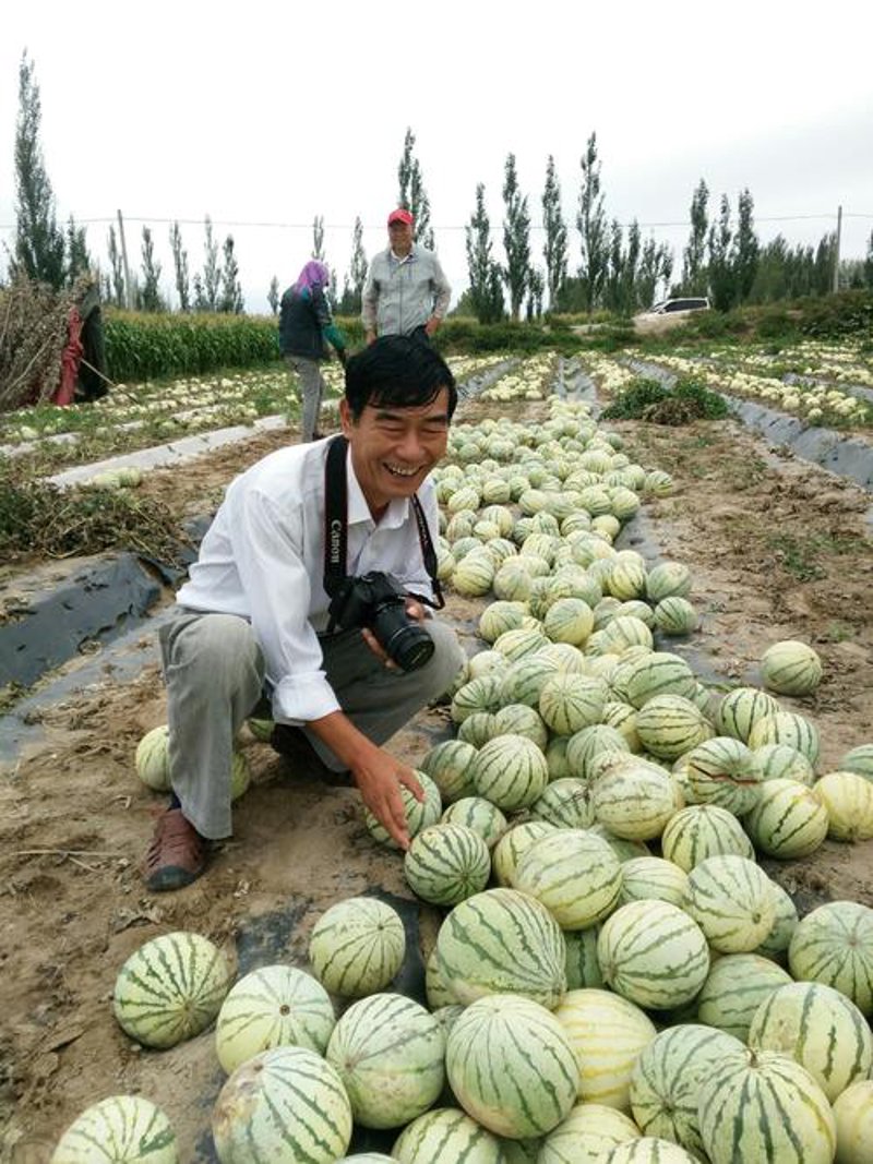 玉米种子批发