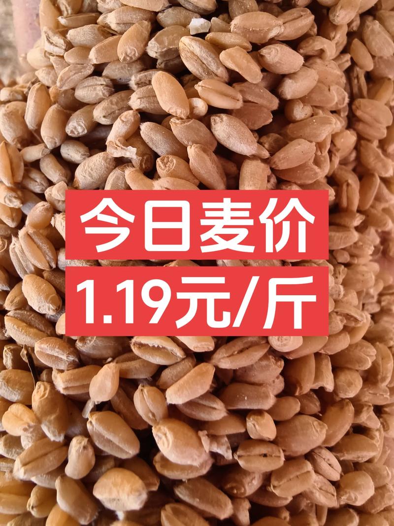 警惕小麦种子价格误区：如何正确看待市场变化