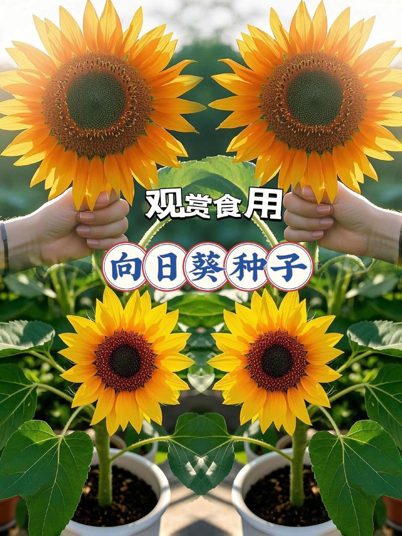 向日葵种子选购误区警示